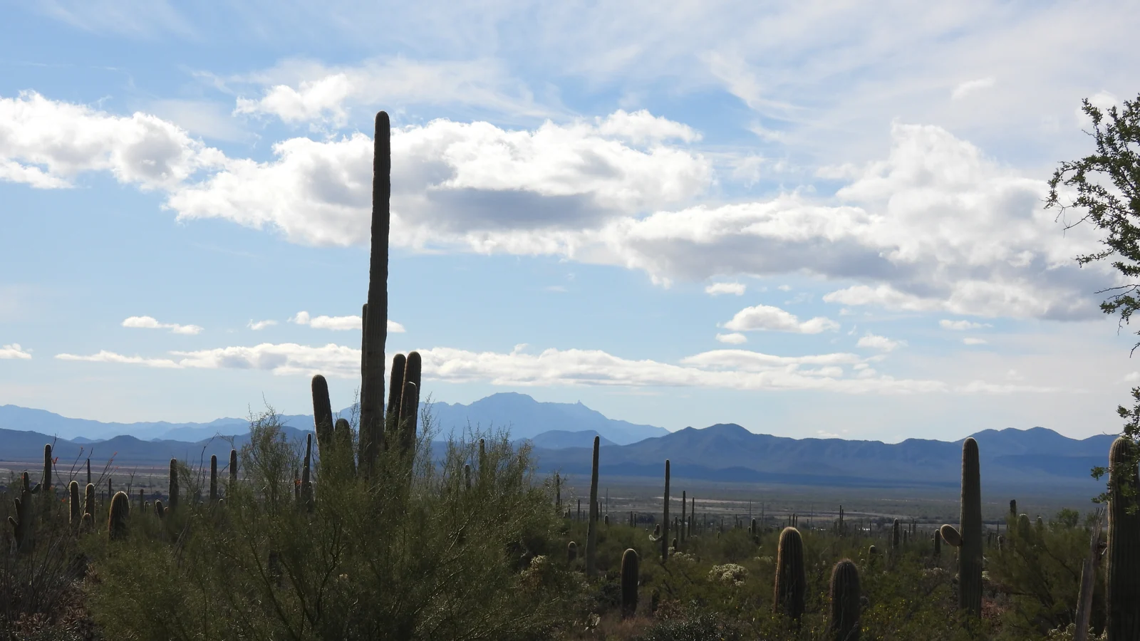 A tall saguaro cactus and distant desert mountains beneath open clouds.